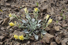 Physaria alpestris