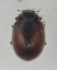 Scymnus suturalis