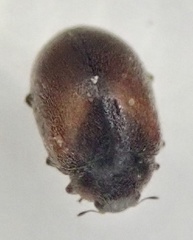 Scymnus suturalis