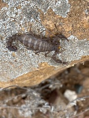 Serradigitus