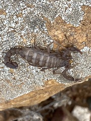 Serradigitus
