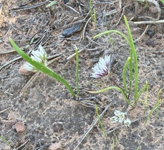 Allium brandegeei