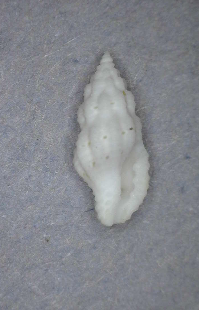 Hemilienardia mikesevernsi