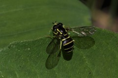 Xanthogramma flavipes