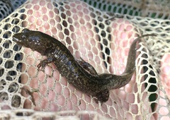 Desmognathus marmoratus