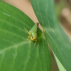 Graphocephala fennahi