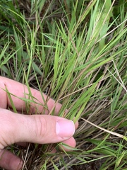 Dichanthelium aciculare