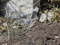 Sceloporus merriami