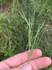 Dichanthelium aciculare