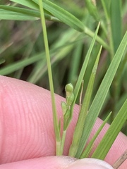 Dichanthelium aciculare
