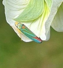 Graphocephala fennahi