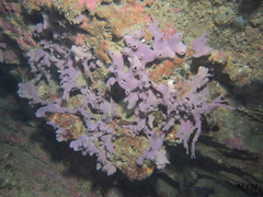 Porifera