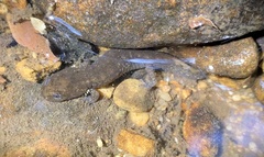 Desmognathus marmoratus