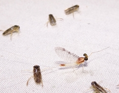 Leucrocuta maculipennis