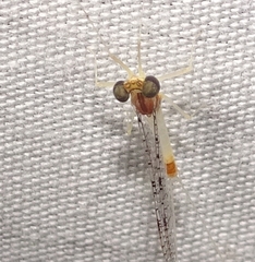 Leucrocuta maculipennis