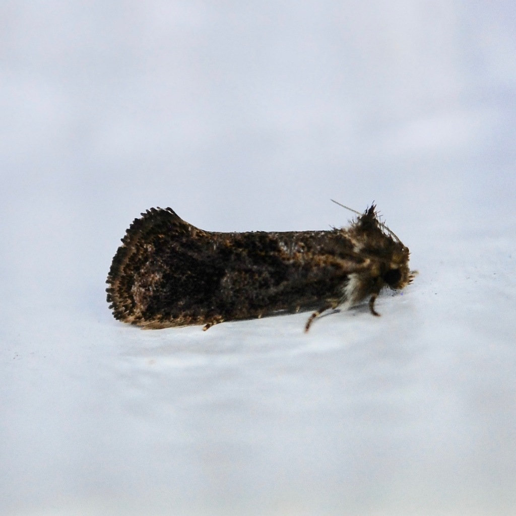 Panama Grass Tubeworm Moth