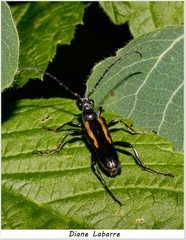 Strangalepta abbreviata