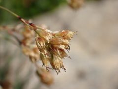 Luzula lutea