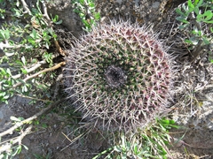 Mammillaria gigantea