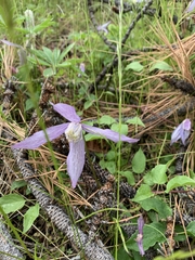 Clematis occidentalis dissecta