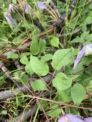 Clematis occidentalis dissecta