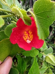 Hibiscus martianus