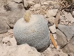 Epithelantha ilariae
