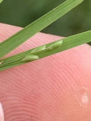 Dichanthelium aciculare