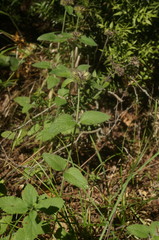 Clinopodium caucasicum
