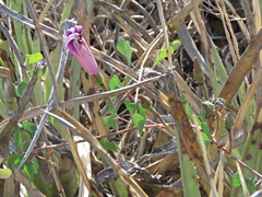 Ipomoea lozanii