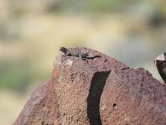 Sceloporus merriami