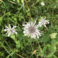 Monarda clinopodia