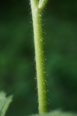 Althaea
