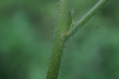 Althaea