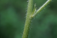 Althaea