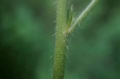 Althaea