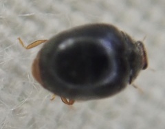 Scymnus auritus