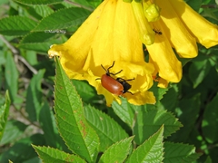 Tetraonyx frontalis