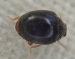 Scymnus auritus