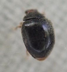 Scymnus auritus