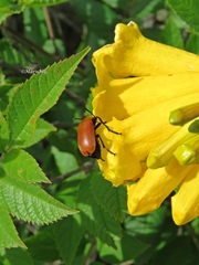 Tetraonyx frontalis