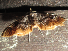 Lobogonodes complicata