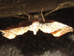 Lobogonodes complicata