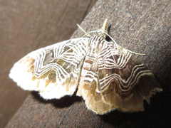 Lobogonodes complicata