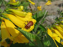 Tetraonyx frontalis