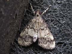 Dolicharthria bruguieralis