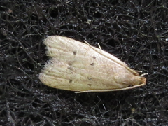Brachmia modicella
