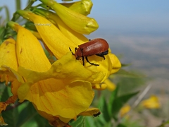 Tetraonyx frontalis