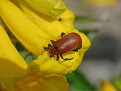 Tetraonyx frontalis