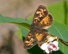 Phyciodes batesii